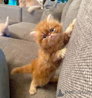 Photo №2 de l'annonce № 165917 de la vente persan - acheter à France annonce privée, éleveur