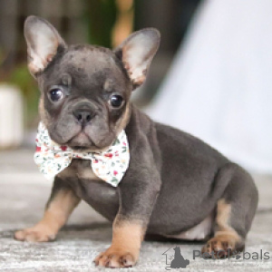 Photo №3. Bouledogue Français Femelle de 13 semaines Prête à rentrer à la maison. Allemagne