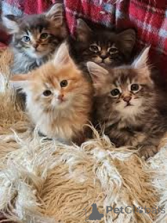 Photo №1. chat des forêts norvégiennes - à vendre en ville de Helsinki | 580€ | Annonce № 164062