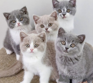 Photo №1. british shorthair - à vendre en ville de Aalborg | négocié | Annonce № 174669