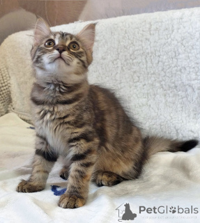 Photo №2 de l'annonce № 158290 de la vente  - acheter à Fédération de Russie annonce privée