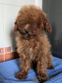 Photo №1. caniche (jouet) - à vendre en ville de Kiev | 1200€ | Annonce №150131