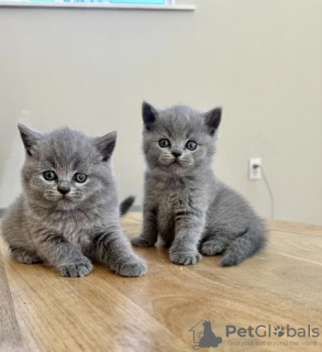 Photo №1. british shorthair - à vendre en ville de Lübeck | Gratuit | Annonce № 129992