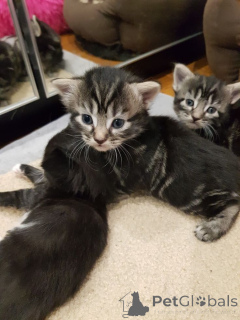 Photo №2 de l'annonce № 161095 de la vente european à poil ras - acheter à Suède éleveur