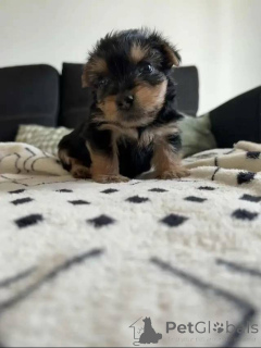 Photo №2 de l'annonce № 163789 de la vente yorkshire terrier - acheter à Allemagne annonce privée, de l'abri
