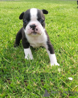 Photo №1. chien bâtard - à vendre en ville de Bamberg | Gratuit | Annonce №117752