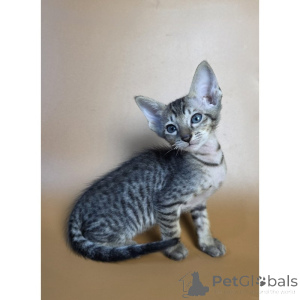Photo №1. oriental shorthair - à vendre en ville de Non-nweiler | 350€ | Annonce № 174407