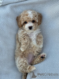 Photo №2 de l'annonce № 130448 de la vente  - acheter à Allemagne 