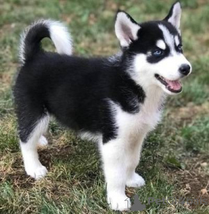 Photo №1. husky de sibérie - à vendre en ville de Nicosie | 291€ | Annonce №155736