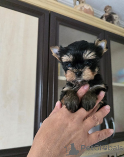 Photo №3. Magnifique fille Yorkie. Turquie