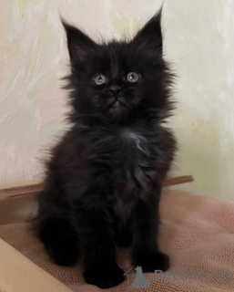 Photo №1. maine coon - à vendre en ville de Munich | 700€ | Annonce № 150611