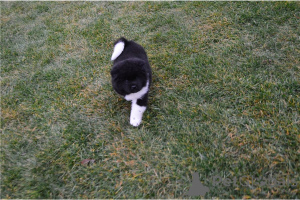 Photo №3. Chiots Akita formés à la maison pour adoption. Allemagne