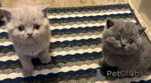 Photo №1. british shorthair - à vendre en ville de Люксембург | Gratuit | Annonce № 131754