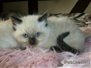 Photo №1. ragdoll - à vendre en ville de Калифорния Сити | 331€ | Annonce № 112155