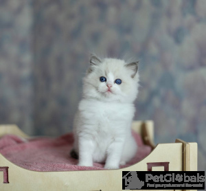 Photo №3. Rex allemand. Belgique