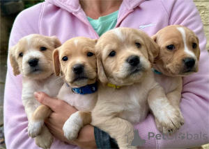 Photo №1. cocker américain - à vendre en ville de Barsel | 350€ | Annonce №153476