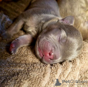 Photos supplémentaires: Chiot bouledogue français, exotique