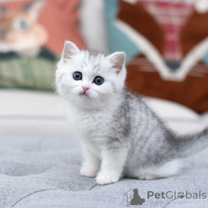 Photo №3. Les chatons sont lun des félins les plus enchanteurs et visuellement. Espagne