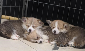 Photo №1. welsh corgi - à vendre en ville de Berlin | 350€ | Annonce №116837