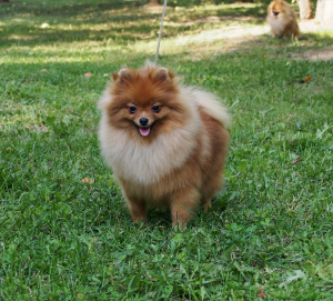 Photos supplémentaires: Tricoter jeune mâle Spitz Pomeranian