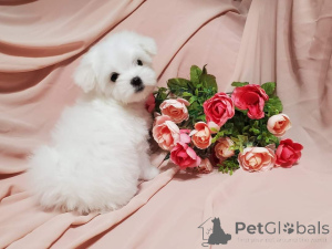 Photo №3. Adorables chiots prêts pour une nouvelle maison. USA