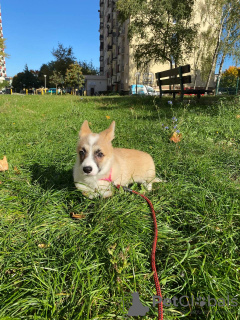 Photos supplémentaires: Welpen de Corgi