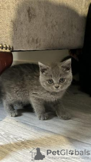 Photo №2 de l'annonce № 108606 de la vente british shorthair - acheter à Allemagne annonce privée, de la fourrière, de l'abri, éleveur