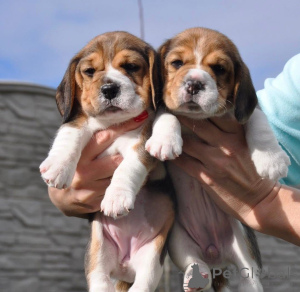 Photo №4. Je vais vendre  en ville de Augsbourg.  - prix - négocié