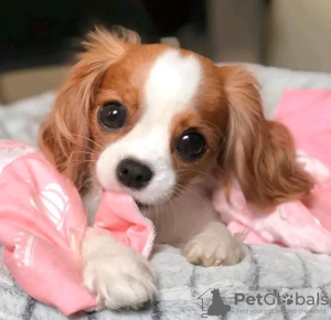 Photo №1. cavalier king charles spaniel - à vendre en ville de Антверпен | 350€ | Annonce №116960