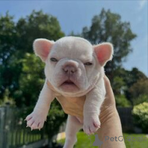 Photo №2 de l'annonce № 169534 de la vente bouledogue - acheter à Estonie éleveur