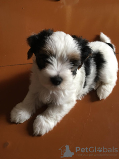 Photo №3. Chiots Beaver York à vendre. Biélorussie