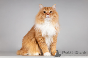 Photo №3. Le chat roux Pouchkine cherche une famille.. Fédération de Russie