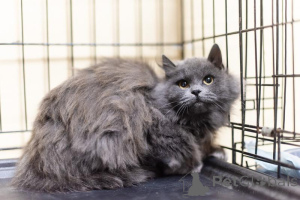 Photo №3. La beauté moelleuse Artemis est entre de bonnes mains.. Fédération de Russie