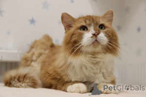 Photo №1.  - à vendre en ville de Minsk | Gratuit | Annonce № 139192