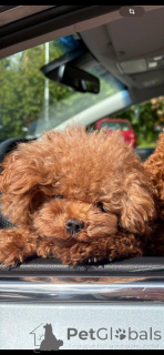 Photo №2. Service d'accouplement caniche (jouet). Prix - négocié