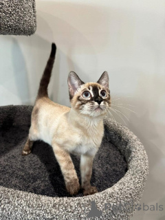 Photo №4. Je vais vendre bengal en ville de Hambourg. annonce privée - prix - 750€