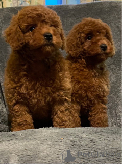 Photo №4. Je vais vendre caniche (jouet) en ville de Maribor.  - prix - Gratuit