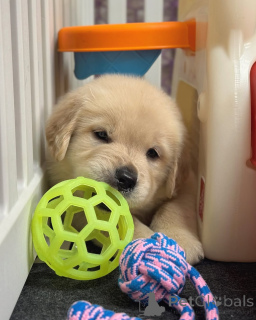 Photo №2 de l'annonce № 174483 de la vente golden retriever - acheter à La finlande annonce privée