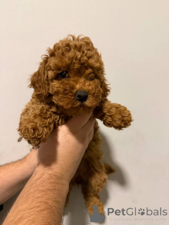 Photo №4. Je vais vendre spitz nain en ville de Sivats.  - prix - négocié