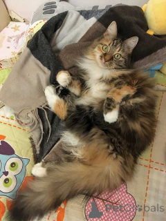 Photo №1.  - à vendre en ville de Moskova | Gratuit | Annonce № 161237