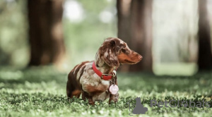 Photos supplémentaires: Chiots teckels à adopter et à accueillir