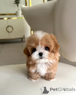 Photo №3. Aimer les chiots Maltipoo à la recherche d'un foyer pour toujours. Pologne