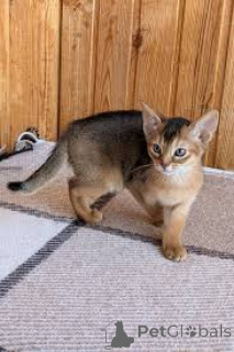 Photo №3. Adoptoitavat abessinialaiset kissanpennut. La finlande