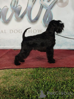 Photos supplémentaires: Chiots Schnauzer nain