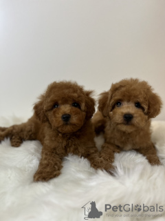 Photo №3. VIP POUPÉES CANICHES AVEC LIVRAISON EN EUROPE. Pologne