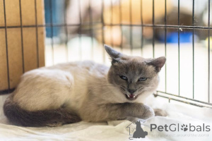 Photo №2 de l'annonce № 159059 de la vente  - acheter à Fédération de Russie de l'abri