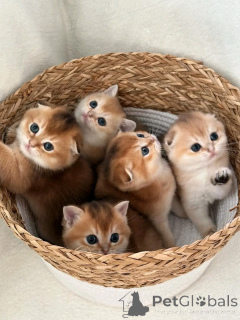 Photo №1. scottish fold - à vendre en ville de Berlin | 300€ | Annonce № 137226