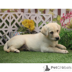 Photo №4. Je vais vendre labrador retriever en ville de Berlin. annonce privée - prix - 600€