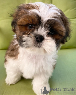Photo №1. shih tzu - à vendre en ville de Helsinki | 550€ | Annonce №159467