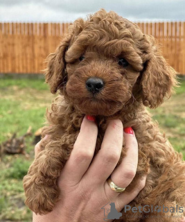 Photo №3. Caniche rouge. Serbie